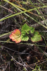 Pelargonium cucullatum cucullatum