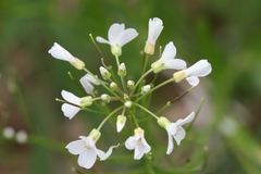 Cardamine diphylla