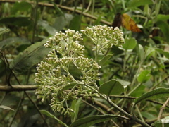 Ageratina asclepiadea