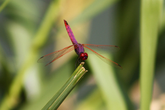 Trithemis annulata