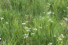 Cardamine diphylla