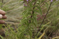 Chromolaena pulchella