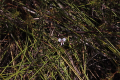Indigofera angustifolia