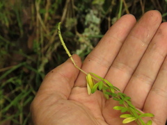 Peperomia microphylla
