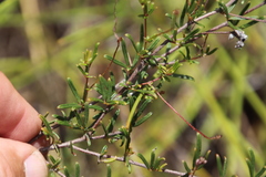 Indigofera angustifolia