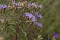 Chromolaena pulchella