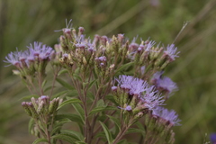 Chromolaena pulchella