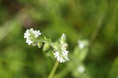Myosotis macrosperma