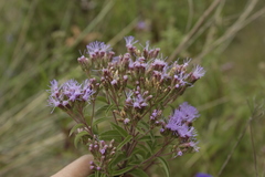 Chromolaena pulchella