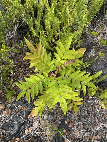 Rhus sandwicensis observed 2025-09-16