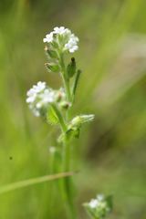 Myosotis macrosperma