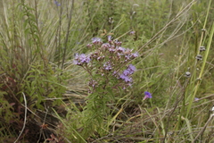 Chromolaena pulchella