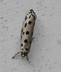 Ethmia sphaerosticha
