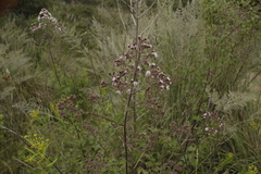 Ageratina deltoidea