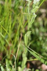 Myosotis macrosperma