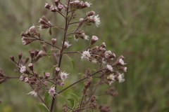 Ageratina deltoidea