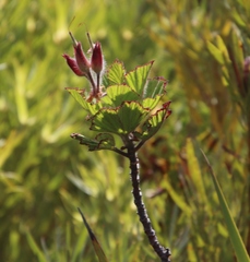 Pelargonium cucullatum strigifolium