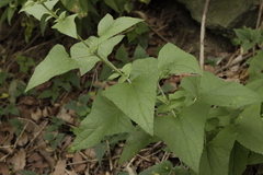 Ageratina deltoidea