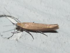 Ypsolopha