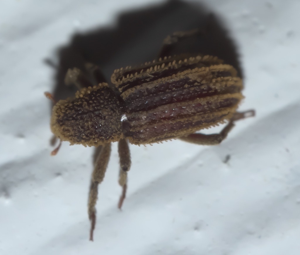 Acamptus echinus