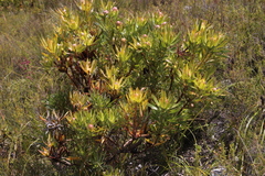 Leucadendron gandogeri × xanthoconus
