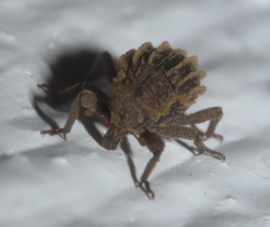 Acamptus