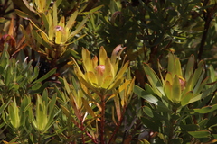 Leucadendron gandogeri × xanthoconus