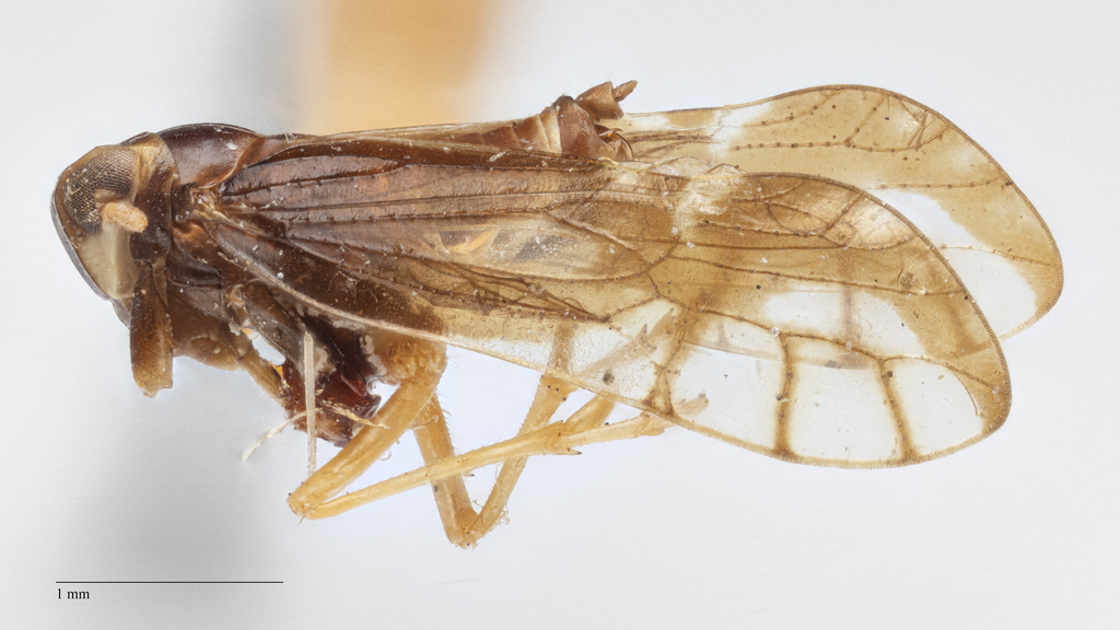 Columbisoga ornata