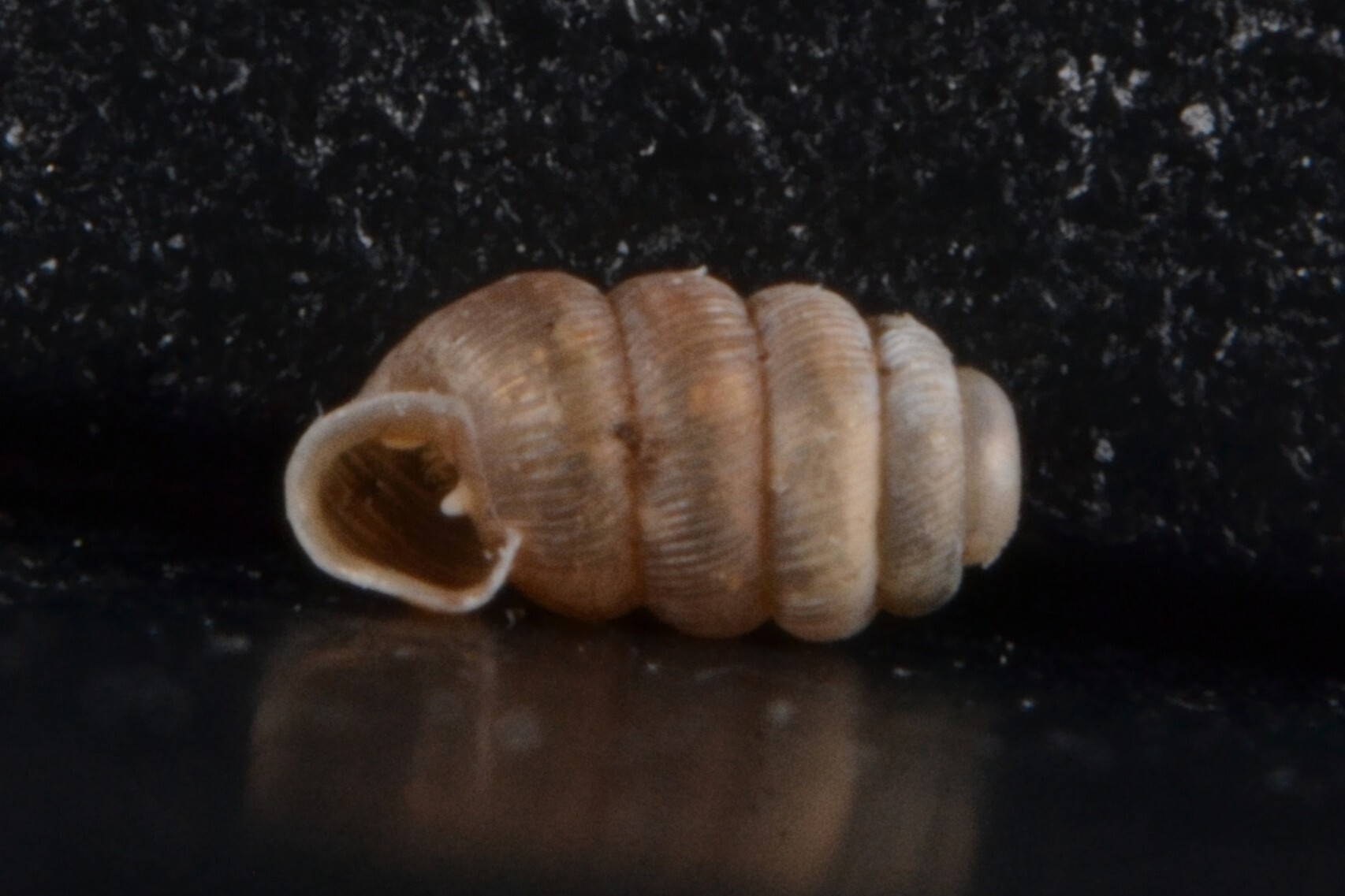 Truncatellina claustralis  iNaturalist