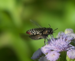 Acmaeodera haemorrhoa