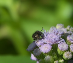 Acmaeodera haemorrhoa