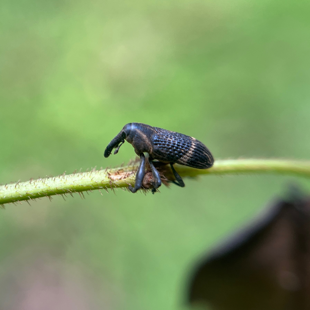 Cylindralcides in September 2025 by Shaun · iNaturalist