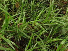 Maxillaria lawrenceana