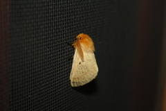 Lemonia taraxaci
