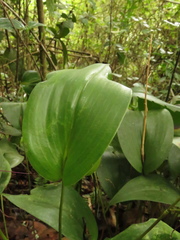 Pleurothallis phalangifera