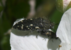 Acmaeodera ornata