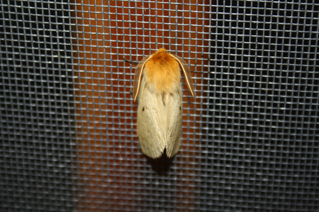 Lemonia taraxaci