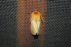Lemonia taraxaci