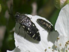 Acmaeodera ornata