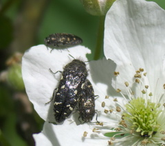 Acmaeodera ornata