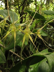 Pleurothallis phalangifera