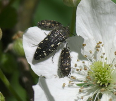 Acmaeodera ornata