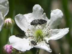 Acmaeodera ornata