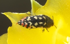 Acmaeodera paradisjuncta