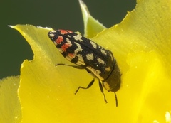 Acmaeodera paradisjuncta