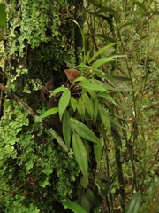 Lepanthes monoptera