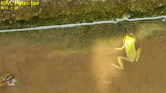 Hyla flaviventris