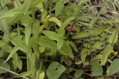 Alloispermum scabrum