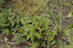 Alloispermum scabrum