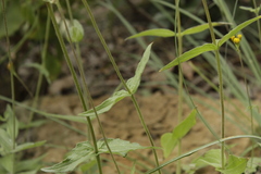 Alloispermum scabrum